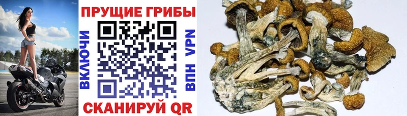 нарко площадка клад  Щёкино  Галлюциногенные грибы Cubensis  наркота 